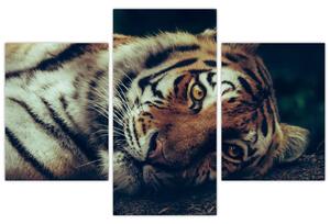 Tablou - Tigrul Siberian (90x60 cm)