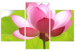 Tablou cu flori de lotus (90x60 cm)