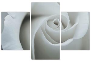 Tablou - Trandafirul alb (90x60 cm)