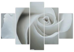 Tablou - Trandafirul alb (150x105 cm)