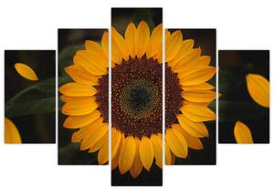 Tablou - Floarea soarelui și petale (150x105 cm)