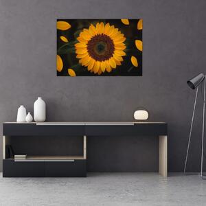 Tablou - Floarea soarelui și petale (90x60 cm)