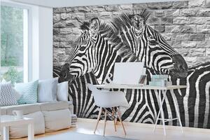 Fototapet - Zebre pe peretele din cărămizi (254x184 cm)