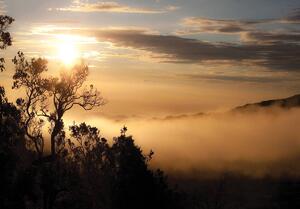 Fototapet - Răsărit de soare deasupra pădurii în ceață (254x184 cm)