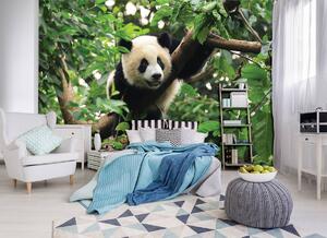 Fototapet - Panda în copac (152,5x104 cm)