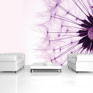 Fototapet - Păpădie - violetă (152,5x104 cm)