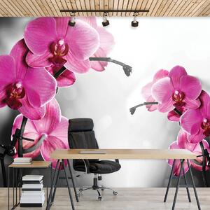 Fototapet - Orhidee (152,5x104 cm)