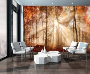 Fototapet - Pădurea de toamnă în lumina solară (254x184 cm)