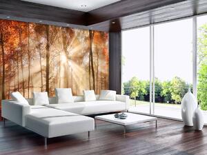 Fototapet - Pădurea de toamnă în lumina solară (152,5x104 cm)