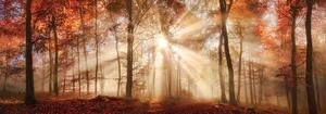 Fototapet - Pădurea de toamnă în lumina solară (152,5x104 cm)
