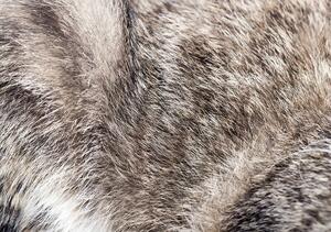 Fototapet - Păr de pisică (152,5x104 cm)