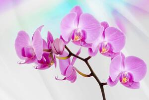 Fototapet - Orhidee (254x184 cm)