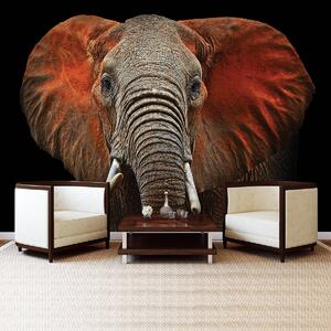 Fototapet - Elefant - urechi roșii (254x184 cm)