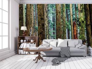 Fototapet - Pădure (152,5x104 cm)