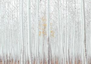 Fototapet - Pădure - albă (254x184 cm)
