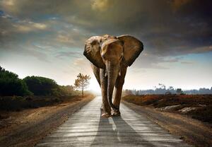 Fototapet - Elefant (254x184 cm)