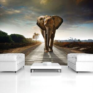 Fototapet - Elefant (152,5x104 cm)