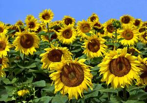 Fototapet - Floarea soarelui (152,5x104 cm)
