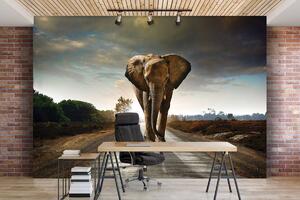 Fototapet - Elefant (254x184 cm)