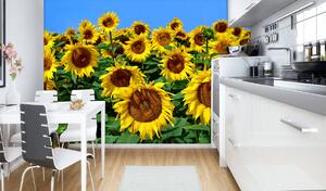 Fototapet - Floarea soarelui (152,5x104 cm)