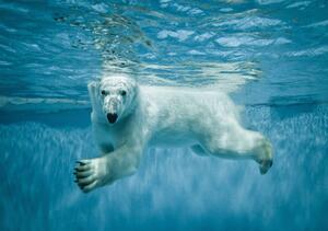 Fototapet - Ursul polar (254x184 cm)