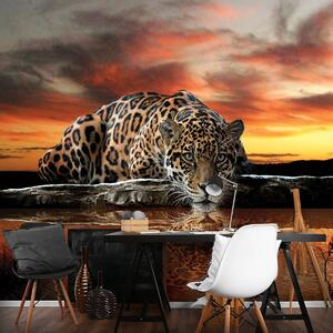 Fototapet - Jaguar (254x184 cm)