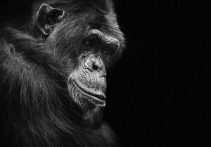 Fototapet - Gorila (254x184 cm)