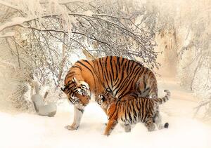 Fototapet - Tigri pe zăpadă (152,5x104 cm)
