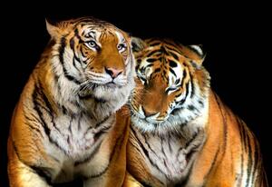 Fototapet - Tigri (254x184 cm)