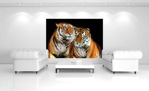 Fototapet - Tigri (152,5x104 cm)