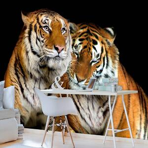 Fototapet - Tigri (152,5x104 cm)