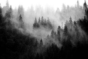 Fototapet - Pădurea în ceață (254x184 cm)