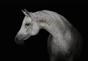 Fototapet - Calul alb (254x184 cm)