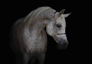 Fototapet - Calul alb (152,5x104 cm)