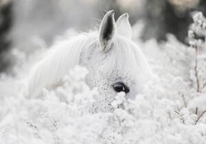 Fototapet - Calul alb pe zăpadă (254x184 cm)