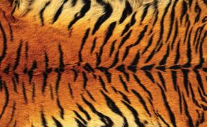 Fototapet - Ornamente de tigru (152,5x104 cm)