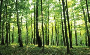 Fototapet - Pădurea verde (254x184 cm)