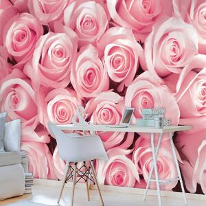 Fototapet - Trandafirii roz (152,5x104 cm)