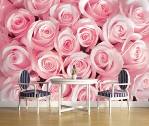Fototapet - Trandafirii roz (254x184 cm)
