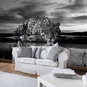 Fototapet - Jaguar târâtor în alb și negru (152,5x104 cm)
