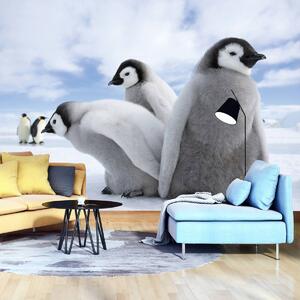 Fototapet - Pinguini (152,5x104 cm)