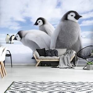 Fototapet - Pinguini (152,5x104 cm)