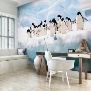 Fototapet - Pinguini (254x184 cm)