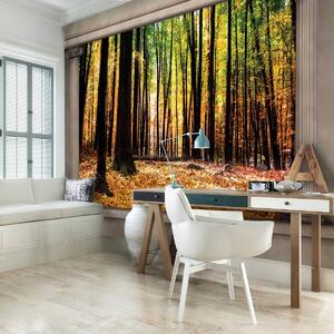 Fototapet - Pădure de toamnă (254x184 cm)