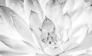 Fototapet - Floare de lotus (152,5x104 cm)