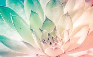 Fototapet - Floare de lotus (152,5x104 cm)