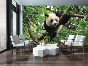 Fototapet - Panda (152,5x104 cm)