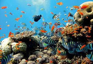 Fototapet - Recif de corali (254x184 cm)