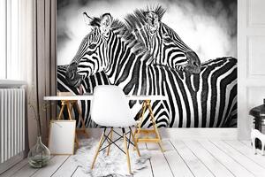 Fototapet - Zebra (152,5x104 cm)