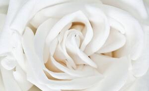 Fototapet - Trandafir alb (152,5x104 cm)